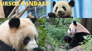 Ursos Pandas!!! 🐼🐼🐼