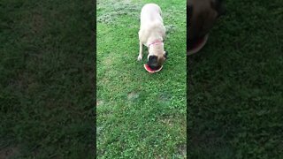 Dogs eating watermelon 🍉