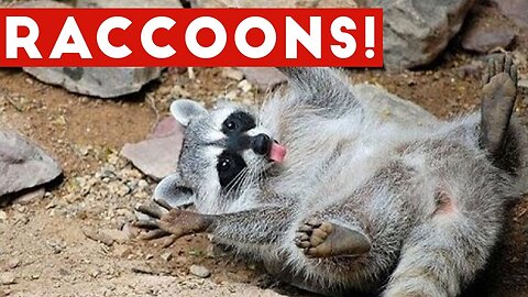 Fun raccoons fails