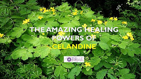 THE AMAZING HEALING POWERS OF CELANDINE | True Pathfinder