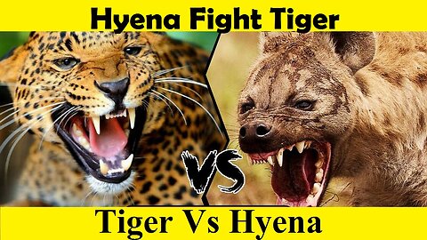 Tiger Vs Hyena Fight. Tiger Attacked by Hyena. (Tutorial Video)