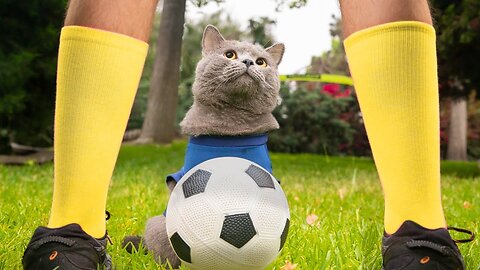 World Cup Cats