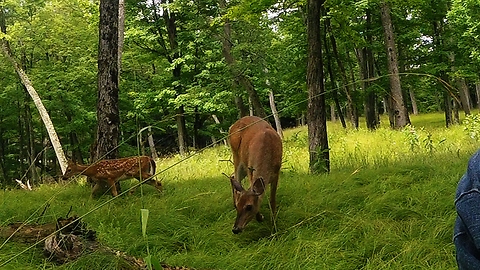 Does and fawns come to investigate man crunching an apple
