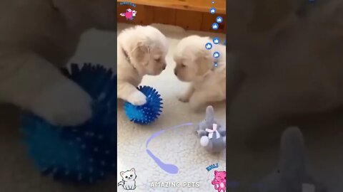 Unbelievable Puppy Plays with Fountain🧡💚💙 #shorts