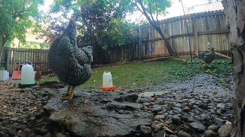 My Backyard Chickens - Episode 84