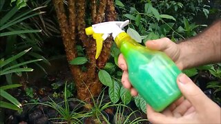 Como proteger nossas frutíferas samambaias do ataque de fungos e bactérias