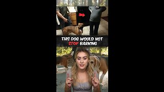 Dog Won’t Stop Barking…