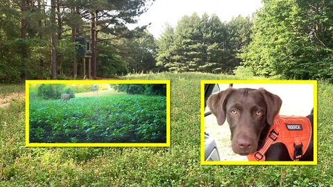 He lost his mind.. INDEPTH land management update! Southern Illinois land, food plots & more