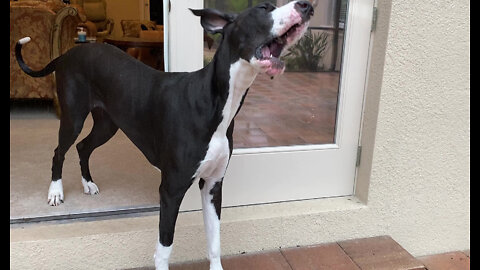 Great Dane Catches Raindrops During Early Hurricane Ian Winds