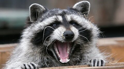 Cute Baby Raccoons funny video