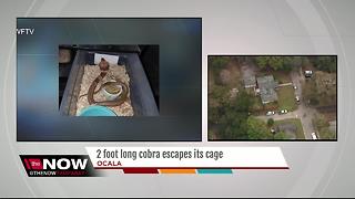 FWC searching for escaped 2-foot long Suphan Cobra in Ocala