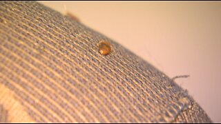 GROSS! Bed Bugs are infesting Buffalo, how you can keep them out of your home