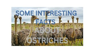 Facts about Ostriches