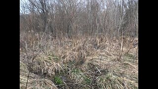 Scouting A marsh