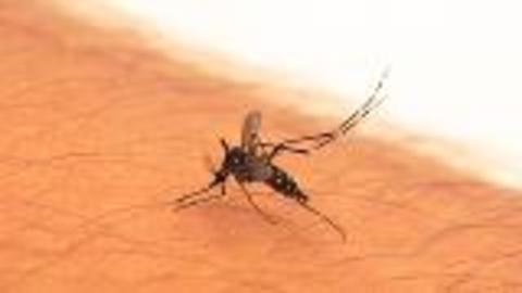 Mosquito Health Risks