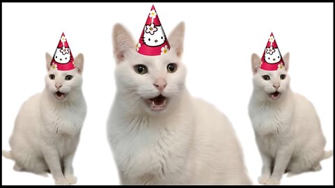 Happy Birthday Form Cat || Funny Animal video