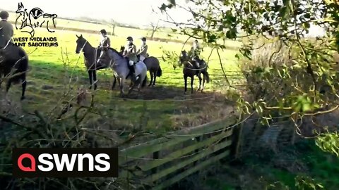 Shocking footage appears to show defenceless fox being savaged to death by hunt hounds