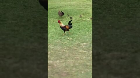 A rooster supervises his chicken family at Kauai shores, Wailua, Hawaii. #shorts