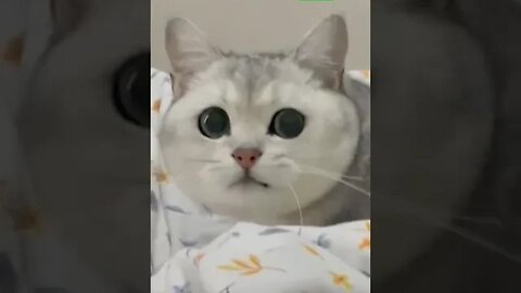 cute cat videos 😹 funny videos 😂1030😻#shorts #shortsfunny #cutecat #catvideos#catsfood #catscare