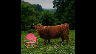 Highland Cow