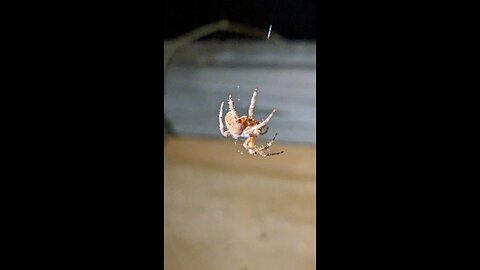 Orb Weaver Spider Moves In - Porch Paradise Moments #VertVids