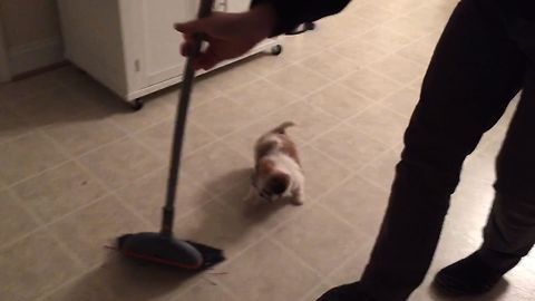 Puppy Helps Sweep The Floor