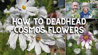 💪✂ How to Deadhead Cosmos Flowers 👍😉