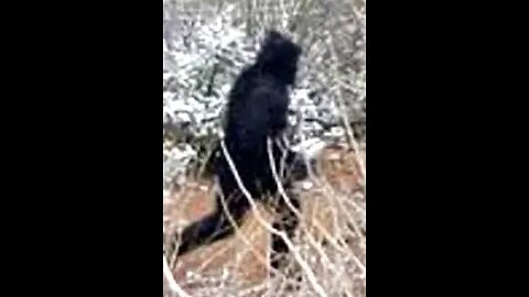 Bigfoot spotted on Union County, PA Video