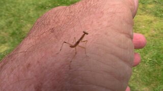 Baby Praying Mantis Bites Me Twice - First Time I Was Ever Bitten By One