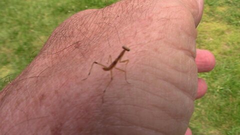 Baby Praying Mantis Bites Me Twice - First Time I Was Ever Bitten By One