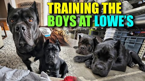 Training Bruce Wayne & Puppy At Lowe's Hardware