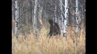 Bigfoot once Again Filmed Walking Through Forest Video