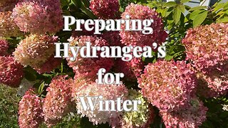 Hydrangea Care in Fall and Winter: Essential Tips and Tricks