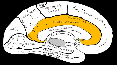 THIS UNDERUSED PART OF THE BRAIN EXPLAINS WHY AMERICA CAN'T DEFEAT THE COMMUNIST TAKEOVER