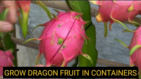 How to grow dragon fruit in pots | GROW DRAGON FRUIT IN CONTAINERS