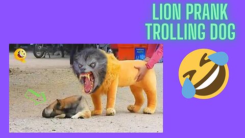 Trool prank dog funny and fake lion prank