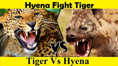Tiger vs Hyena Fight. Hyena Attack Tiger. (Tutorial Video )