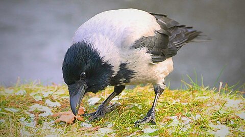 Hooded Crow Eating Snow