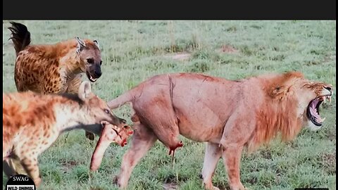 Lion Loses Leg After Brutal Fight With Hyena And What Will Happen Next?