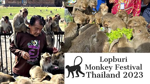 Lopburi Monkey Festival November 2023 - Unique Monkey Buffet Festival