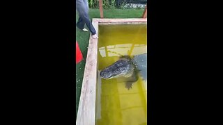 Feeding the Alligator