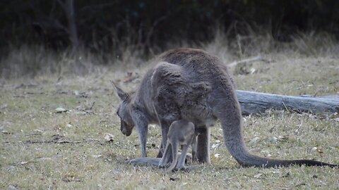 Very small kangaroo joey