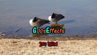 GoosEffects