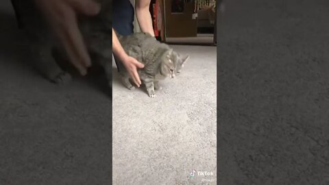 Dad Shows Cat Doing A Front Roll I TikTok