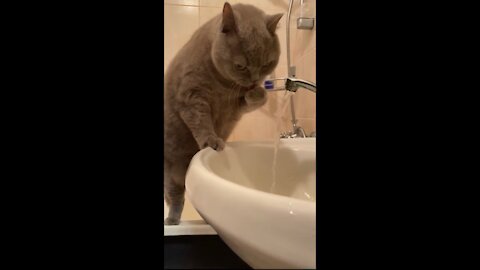 British cat is drinking tap water from its paw