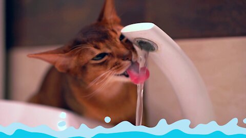 Funny Cat Drinking Water | Amazing Video Viral