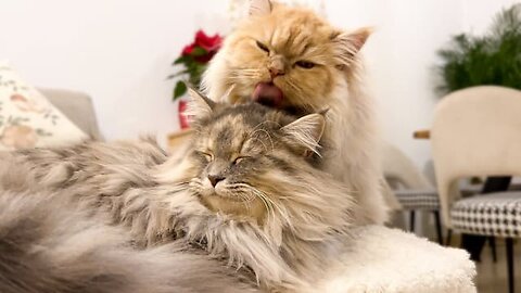 How a cute cat takes care of his girlfriend [Cuteness Overload]