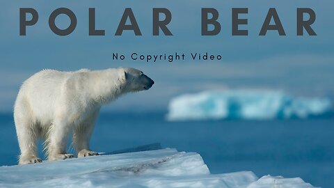 Polar bear | Stock Footage | Creative Common Video | No Copyright Videos