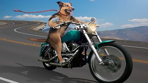 AMAZING DOG DRIVING 🏍 MOTORCYCLE 😲😲😲😲🫣🫣🫣