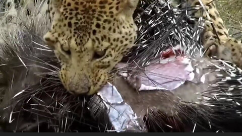 The leopard took the risk of preying on the porcupine